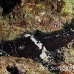crocodilefish_flathead_pc_h_0705_png2039.jpg